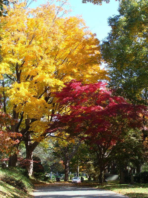 Gelbe_und_rote_Baeume