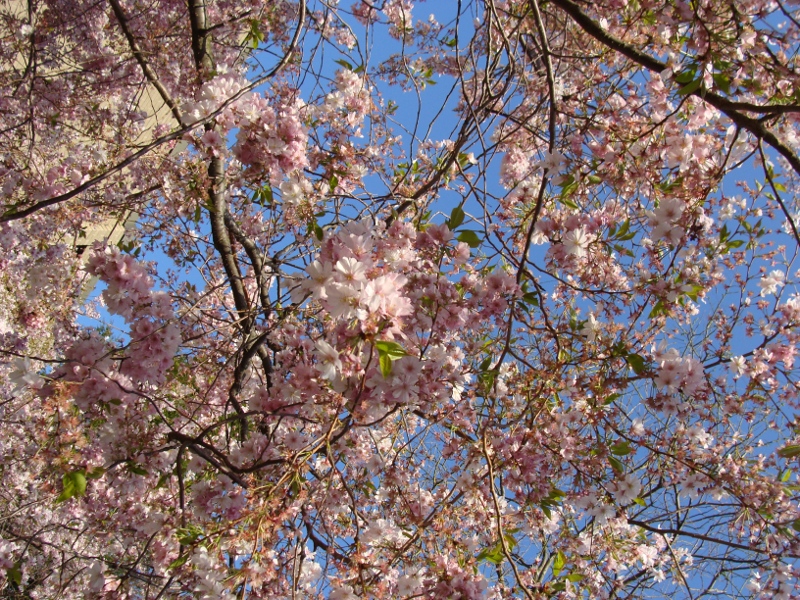 JapanischeKirschbluete