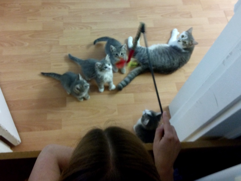 Katzen_und_Spielzeug