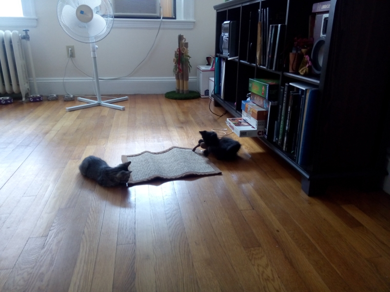 Kittens_playing