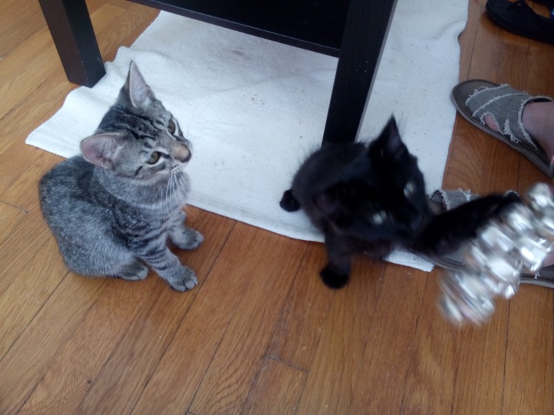 Katzen_Weihnachtsdeko2