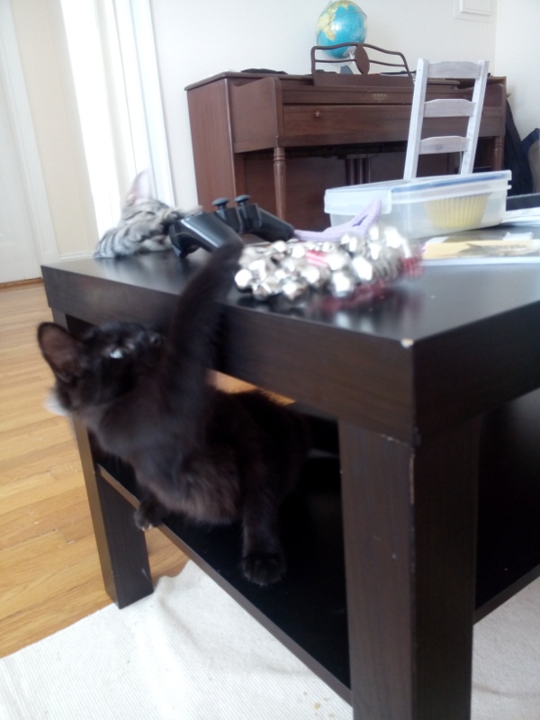 kittens_up_to_no_good