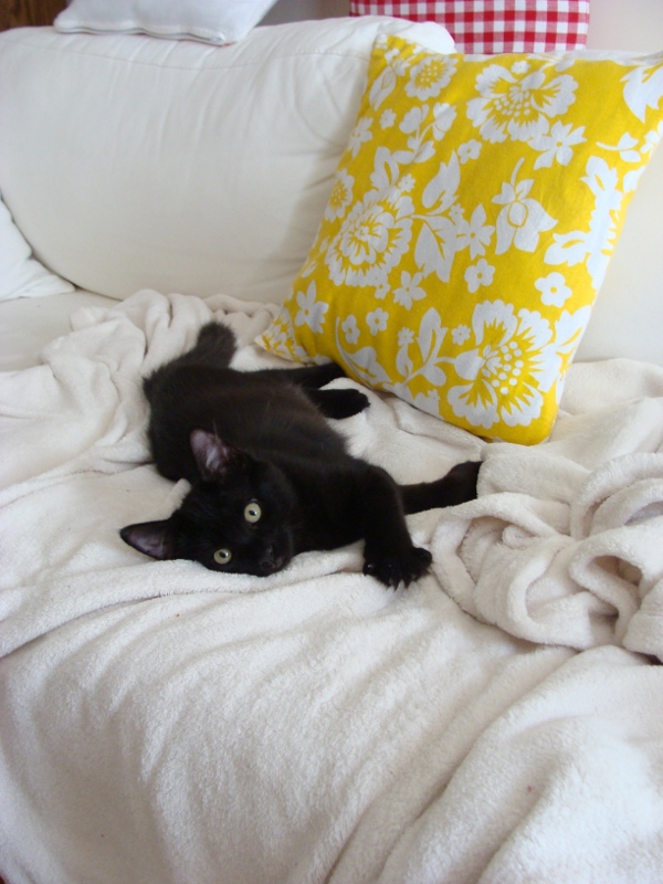 Kazoo_auf_der_Lieblingsdecke_600_800