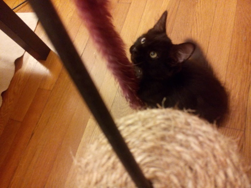 Kazoo_spielt_800_600