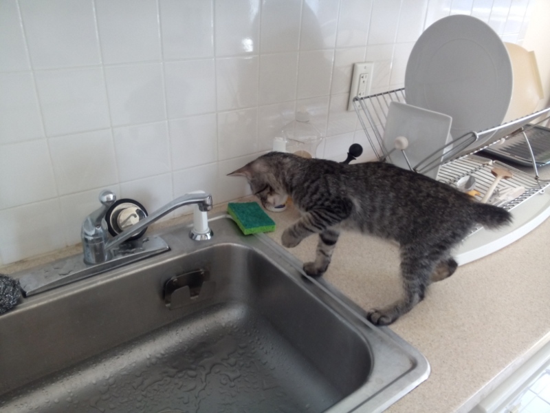 Mando_im_Spuelbecken_800_600