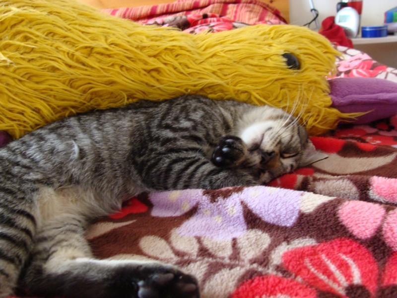 Mando_schlaeft_800_600