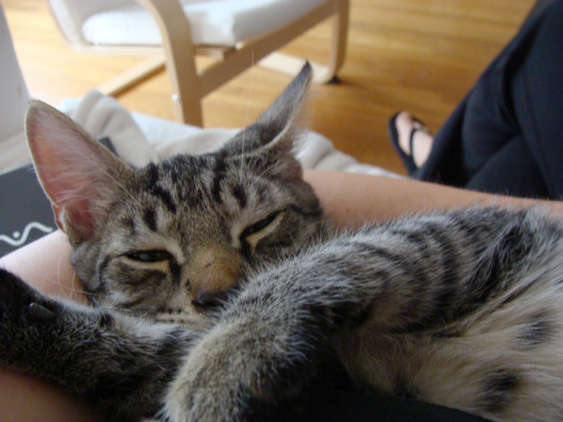 Mando_schlaeft_auf_Arm_800_600