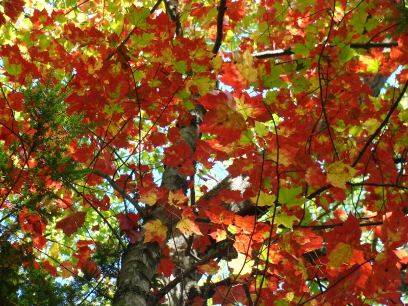 NewHampshire_Blaetter_800_600