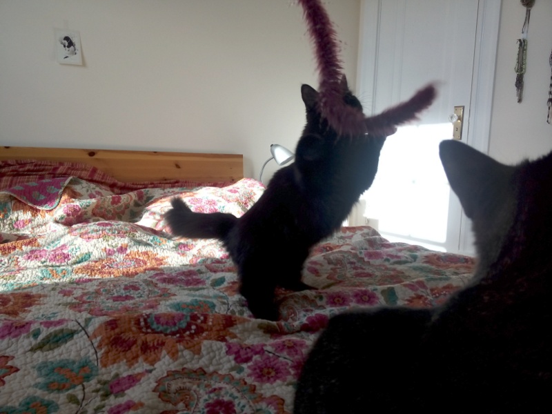 Katzen_und_Spielzeug