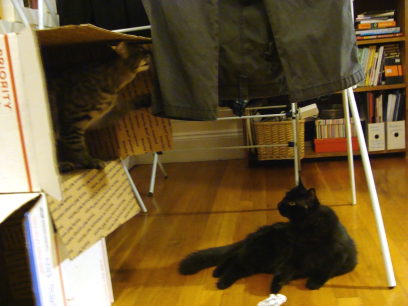 katzen_waeschetrocknen