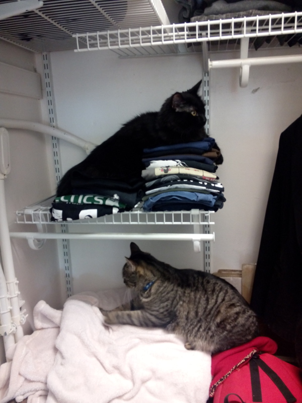 Katzen_im_Schrank