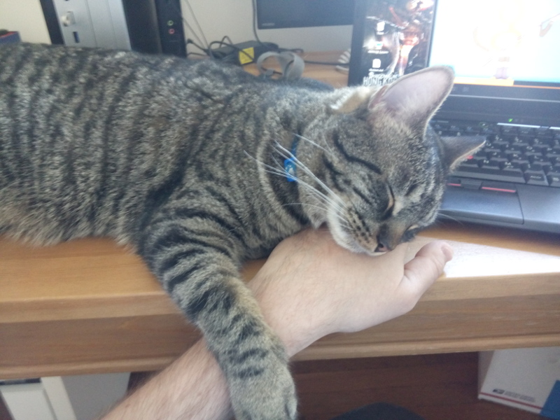 Mando_schlaeft_auf_Hand